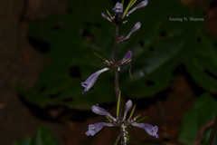 Gymnostachyum polyanthum